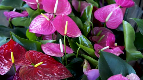 beautiful pink and red garden anthuriums