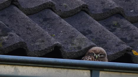 little owl peep out from a terrace nest while dozing, urban bird life - static low angle shot