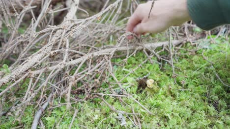 man's hand picking edible mushroom in the woods