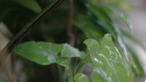 close up, green leaves with raindrops