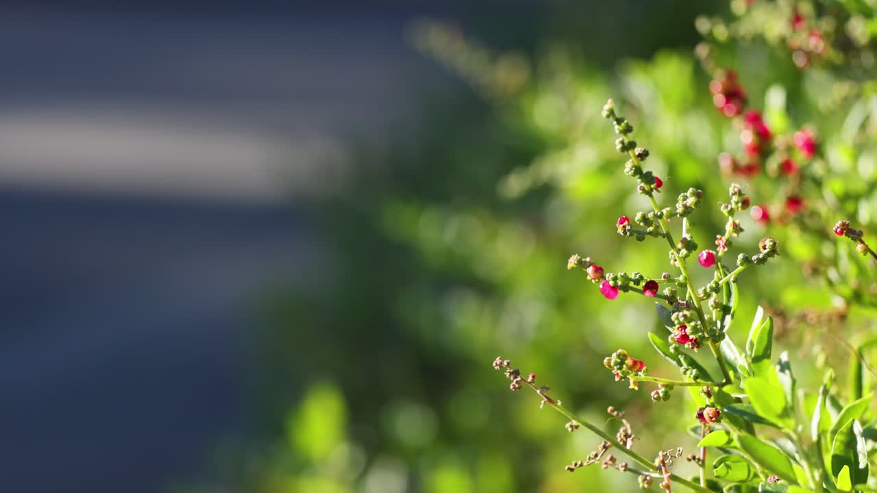 Close-up of plants with red berries