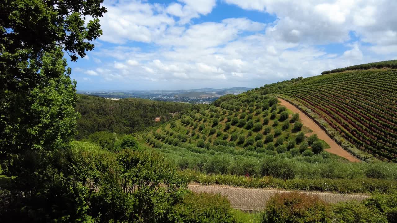 viñedos en las laderas de una colina en el valle de constantia, sudáfrica - fotografía amplia