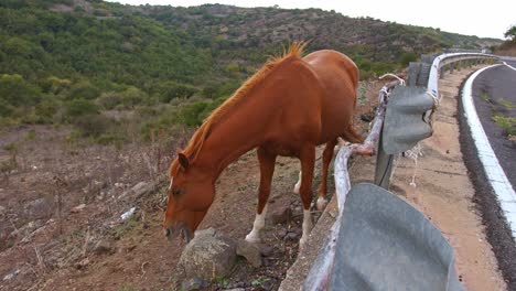 cheval brun majestueux debout sur le bord de la route, vue de poche en gros plan