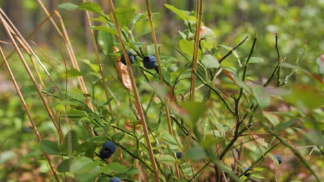 Polish-forest-of-berry-bushes.Green-polish-forest