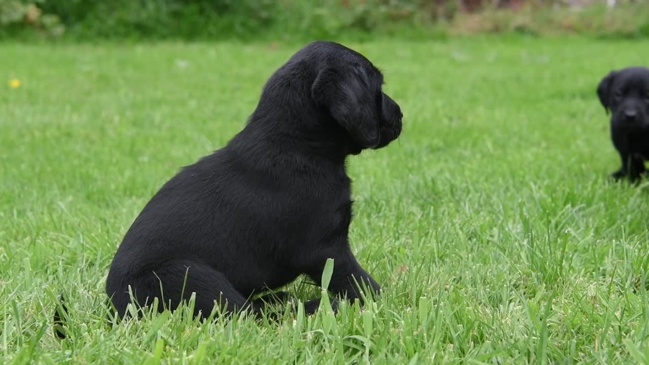 래브라도 콜리 강아지는 정원에 있는 모든 형제자매들에게 갑자기 공격을 받아 정원에 앉았다