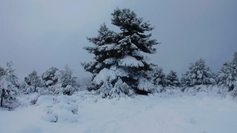 Saisonale-Winterszene-Idyllische-Märchenhafte-Schneebedeckte-Bäume-Nach-Frostigem-Blizzard