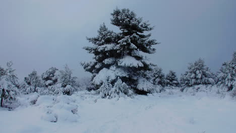 Escena-De-Invierno-Estacional-Idílico-Cuento-De-Hadas-árboles-Cubiertos-De-Nieve-Después-De-Una-Ventisca-Helada