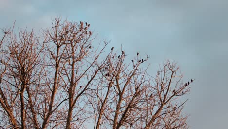 Viele-Stare,-Kleine-Schwarze-Vögel-Auf-Einem-Baum-Ohne-Blätter,-Tagsüber-Sonnenuntergang,-Goldene-Stunde,-Maffra,-Victoria,-Australien