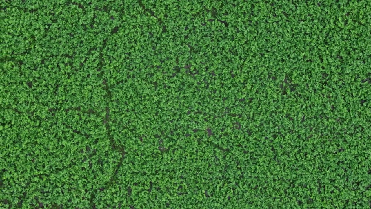Green plant leaves growing and expanding in a dense texture from a top-down perspective, gradually revealing an intricate underlying pattern on the dark soil for an organic background