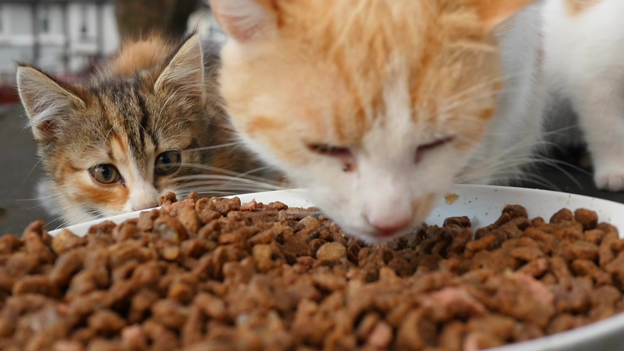 Um gato selvagem e um filhote comem de uma tigela de comida em um abrigo de jardim enquanto uma vespa zune ao redor. Câmera lenta