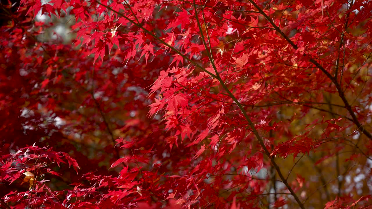 Brilliant red autumn leaves in Takayama, Japan, captured in soft natural light