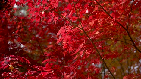 brilliant red autumn leaves in takayama, japan, captured in soft natural light