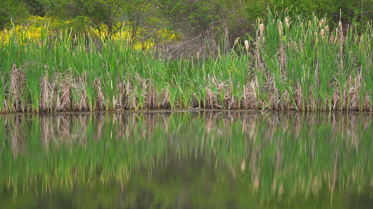 Cattails and Green Reeds Reflected in Calm Pond Water