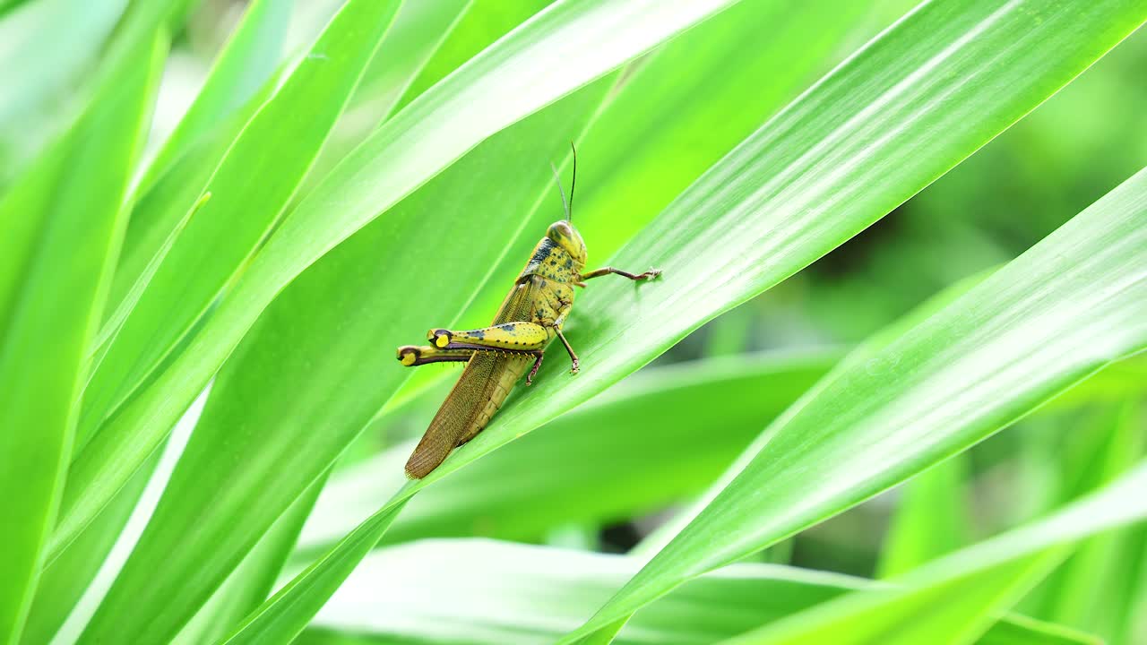 자연 에서 활기찬 초록색 잎 에 앉아 있는 도마 의 근접 사진