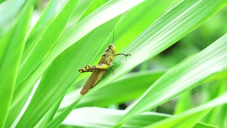 primer plano de un saltamontes posado en hojas verdes vibrantes en la naturaleza