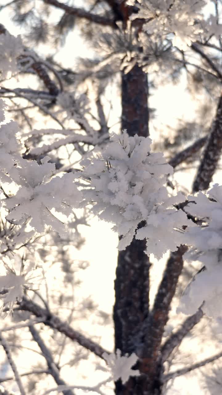 Frost-covered branches of a tree glistening in sunlight, creating a serene winter landscape with sparkling snowflakes and a tranquil atmosphere