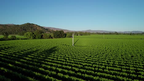 Retirada-Aérea-Rápida-Sobre-Viñedos-Verdes-En-El-Valle-De-Napa.