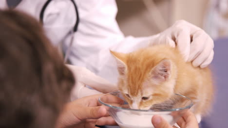 child feeding a cat with milk