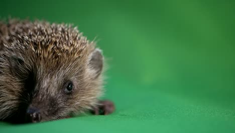 3d animation showing the anatomy of a hedgehog, highlighting its body structure, organs, and unique features