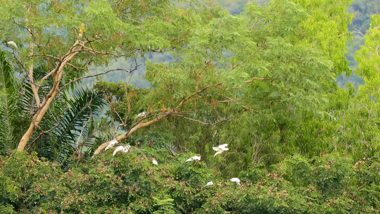 Sulfur-crested cockatoos flit among vibrant green foliage in a serene Australian forest setting