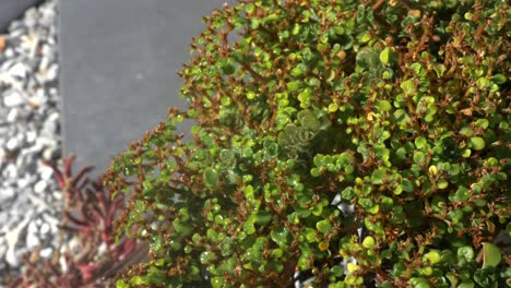 fina niebla de agua que se rocía y se deposita en el musgo verde del jardín