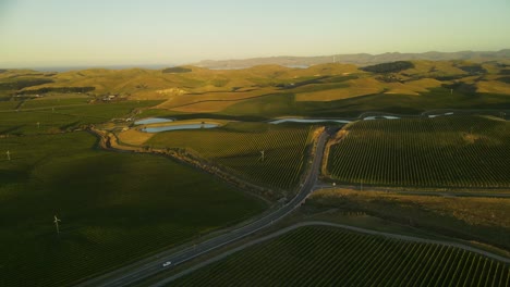 Grape-wine-growing-in-Marlborough