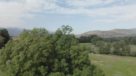 Gran-árbol-En-Medio-De-Un-Campo-De-Flores-Amarillas