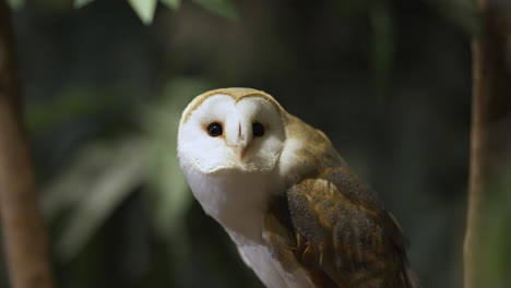 barn owl moving its head looking around its surroundings and checking for danger