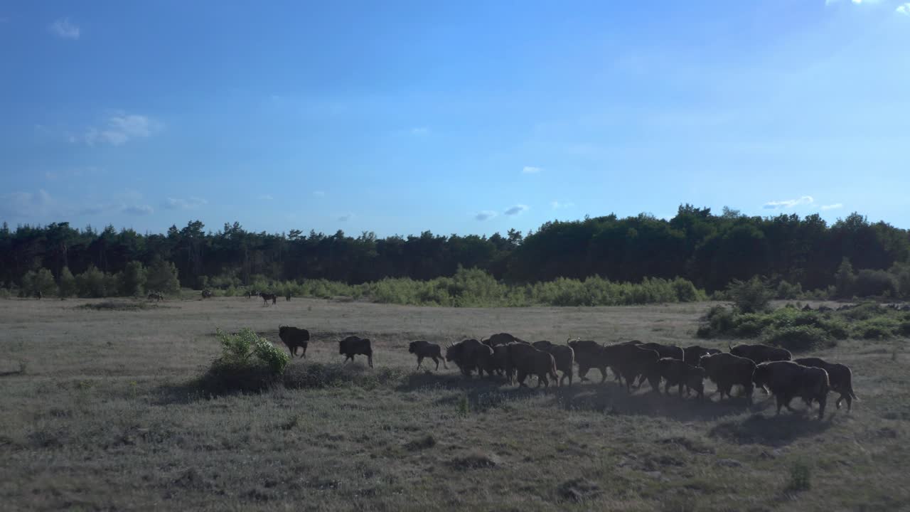 herd of wild Taurus touros running in a field on a sunny day