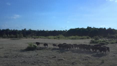 herd of wild taurus touros running in a field on a sunny day