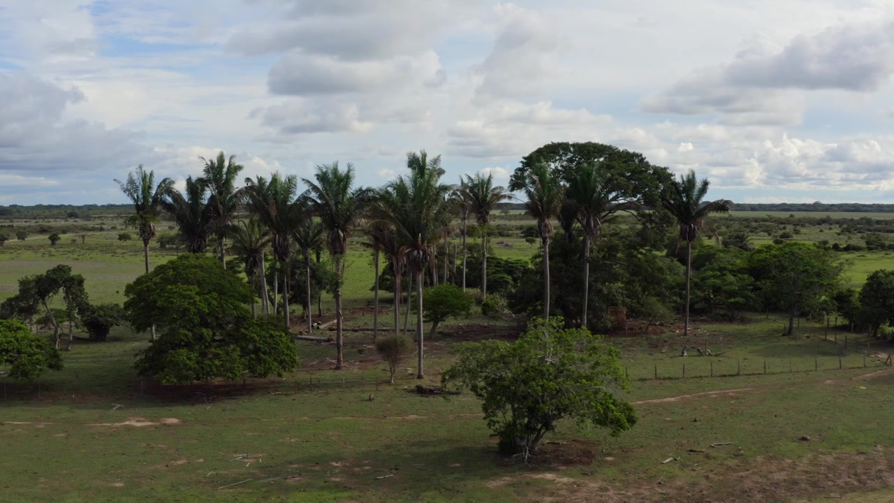 Aerial footage shows tall palm trees rising above sweeping green savanna in Colombia’s Orinoquía Llanos Orientales.