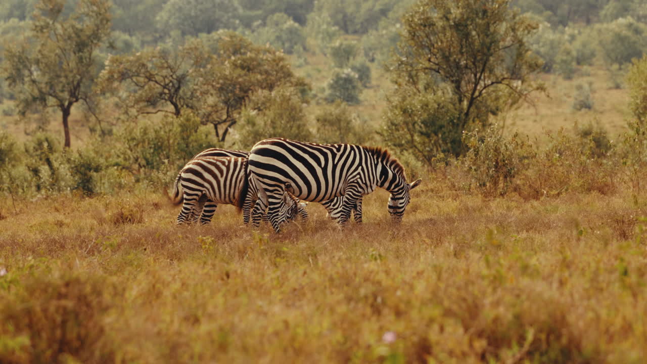 Zebre nella savana africana