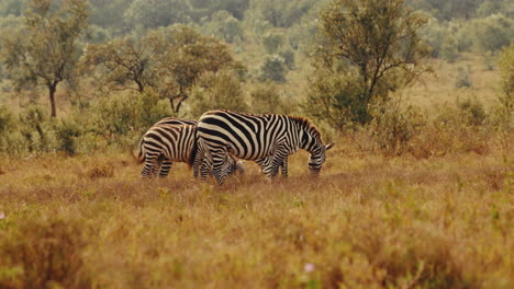 cebras en la sabana africana