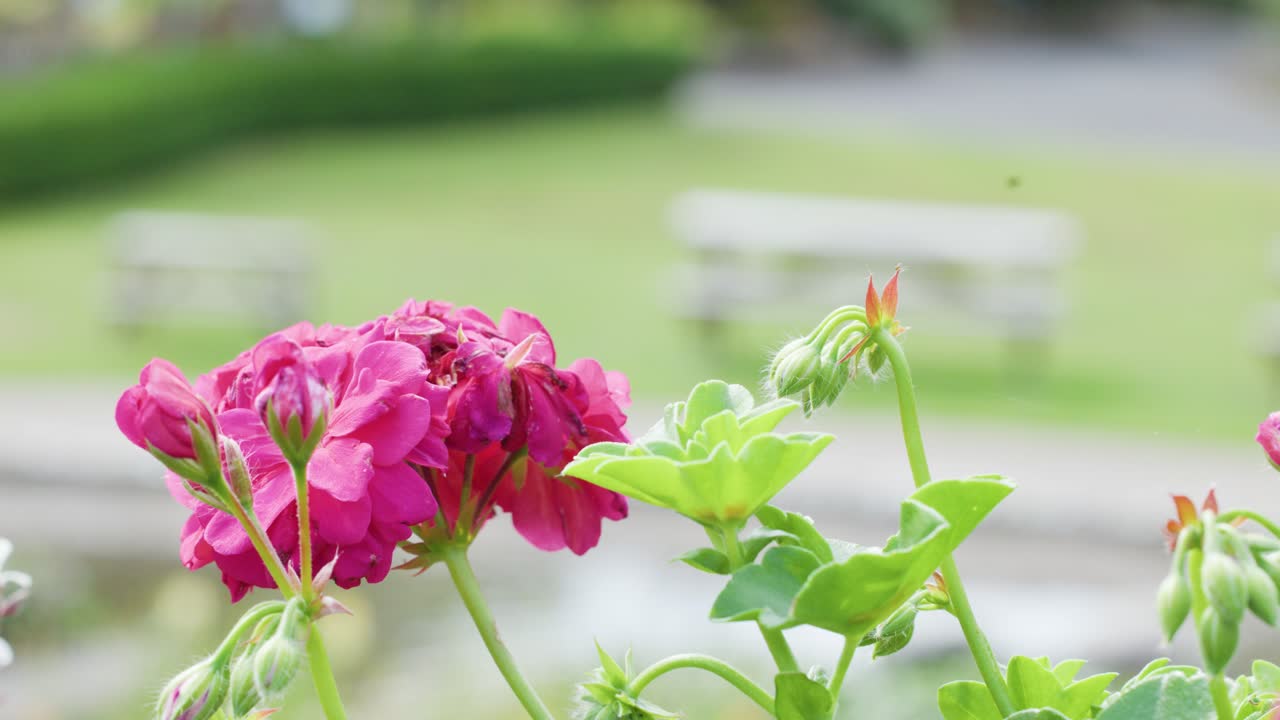 Vivid pink geranium flowers gently sway outdoors, captured in a bright, natural light with a soft-focus park background and subtle camera movement