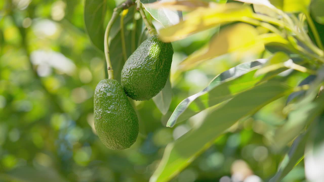 un montón de aguacates orgánicos colgando de un árbol tropical verde a la luz del sol