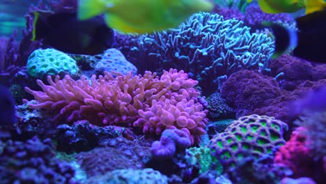 4k footage of marine aquarium