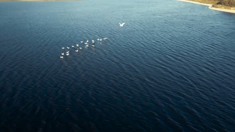 un grupo de pelícanos blancos volando bajo hacia el agua, vista de drones