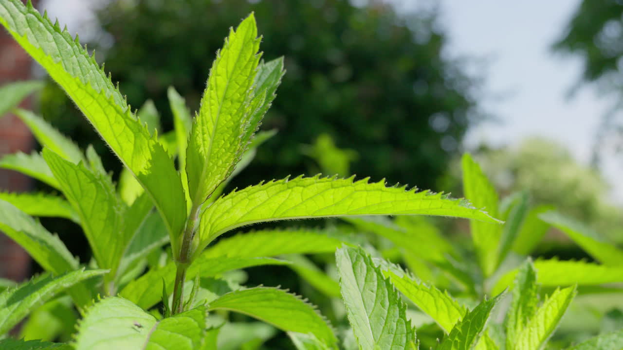 las hojas de menta verde vibrante se balancean suavemente en la brisa de verano