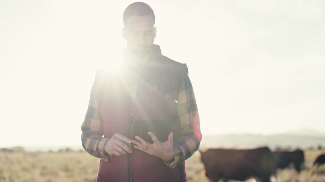 Smile, cattle farm and man on tablet