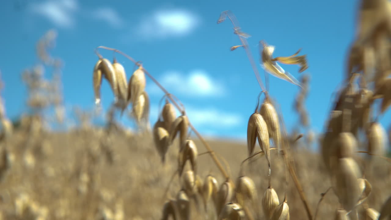 Golden Ears Of Wheat In The Field Swaying On The Wind With Blue Sky On The background In Puck, Poland. - close up shot