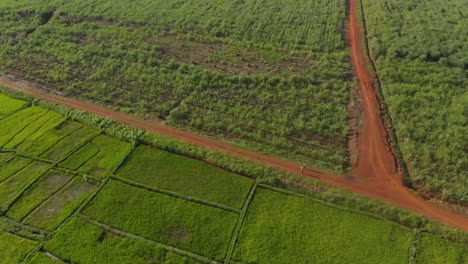 Aerial-birds-eye-view-shot-of-people-walking-along-a-dirt-road-by-agriculture-fields-in-Africa