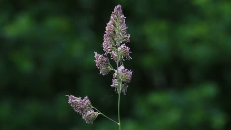 closeup of a grass flowering in early summer