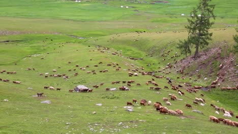 schafherde bewegt sich auf der grünen wiese auf dem land