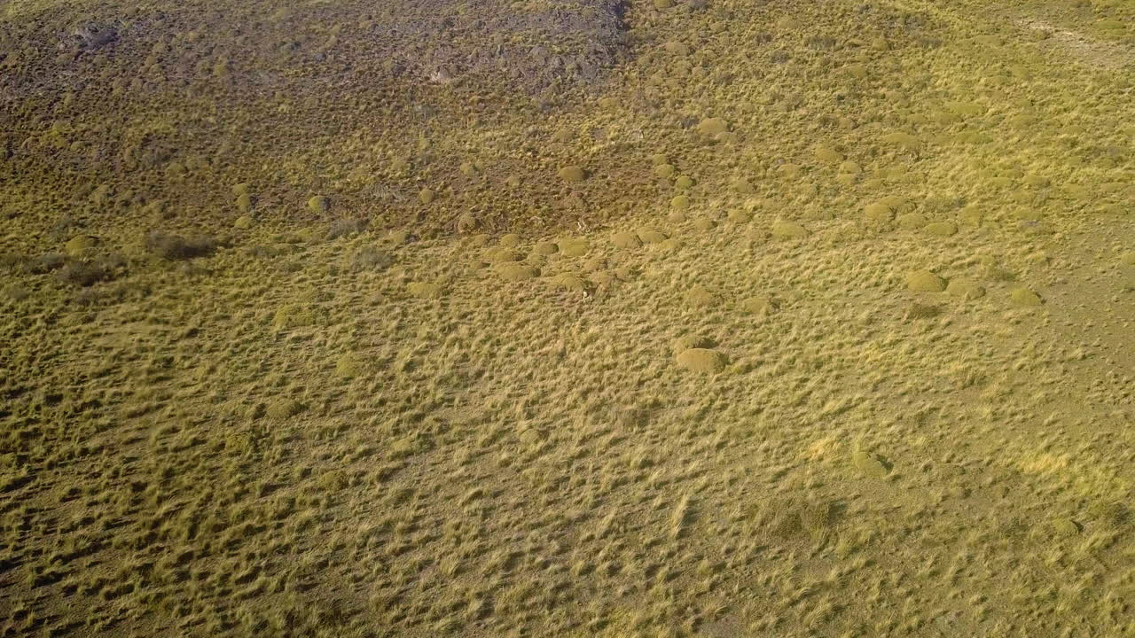 toma aérea de guanacos corriendo en el parque nacional patagonia, chile