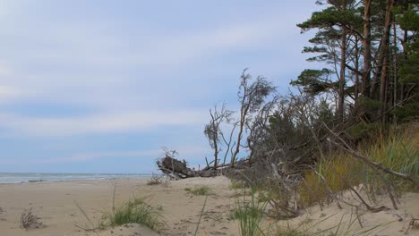 Vista-Idílica-De-La-Costa-Vacía-Del-Mar-Báltico,-Dunas-Escarpadas-De-La-Costa-Dañadas-Por-Las-Olas,-Playa-De-Arena-Blanca,-Pinos-Rotos,-Erosión-Costera,-Cambios-Climáticos,-Tiro-Ancho-De-ángulo-Bajo