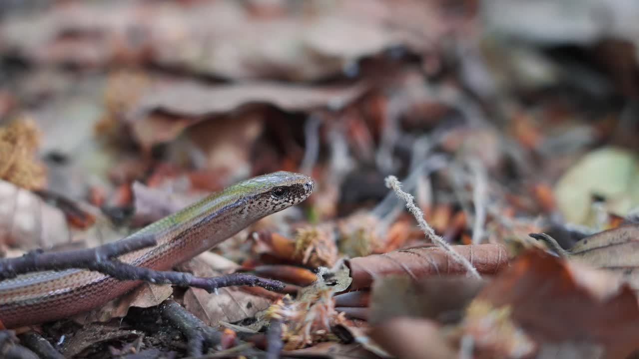 Common Slow-worm Species Of Legless Lizard In Western Eurasia. Close-up Shot blinking eye