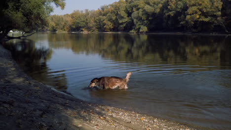 Un-Perro-Saliendo-Del-Agua-Al-Atardecer_02