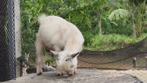 small white goat eating