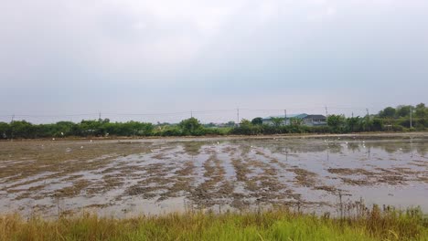 white birds flying over wetland, urban scene