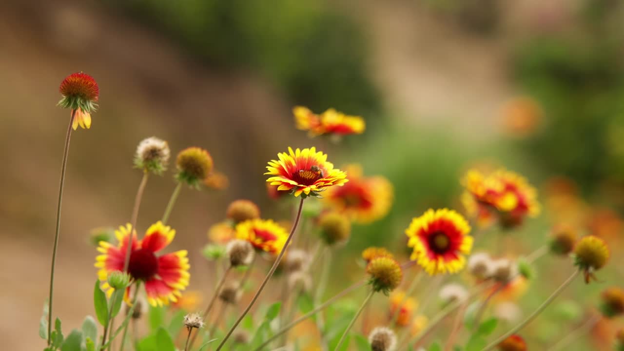 Close up view of yellow and orange flowers in the wilderness with a bee flying around.